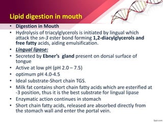 Lipid digestion in mouth
• Digestion in Mouth
• Hydrolysis of triacylglycerols is initiated by lingual which
attack the sn-3 ester bond forming 1,2-diacylglycerols and
free fatty acids, aiding emulsification.
• Lingual lipase:
• Secreted by Ebner’s gland present on dorsal surface of
tongue
• Active at low pH (pH 2.0 – 7.5)
• optimum pH 4.0-4.5
• Ideal substrate-Short chain TGS.
• Milk fat contains short chain fatty acids which are esterified at
-3 position, thus it is the best substrate for lingual lipase
• Enzymatic action continues in stomach
• Short chain fatty acids, released are absorbed directly from
the stomach wall and enter the portal vein.
 