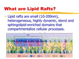 What are Lipid Rafts?
 Lipid rafts are small (10-200nm),
heterogeneous, highly dynamic, sterol and
sphingolipid-enriched domains that
compartmentalize cellular processes.
 