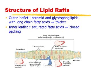 Structure of Lipid Rafts
 Outer leaflet : ceramid and glycosphogilipids
with long chain fatty acids → thicker
 Inner leaflet ↑ saturated fatty acids → closed
packing
 