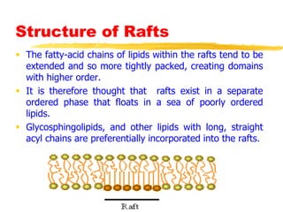 Structure of Rafts
 The fatty-acid chains of lipids within the rafts tend to be
extended and so more tightly packed, creating domains
with higher order.
 It is therefore thought that rafts exist in a separate
ordered phase that floats in a sea of poorly ordered
lipids.
 Glycosphingolipids, and other lipids with long, straight
acyl chains are preferentially incorporated into the rafts.
 