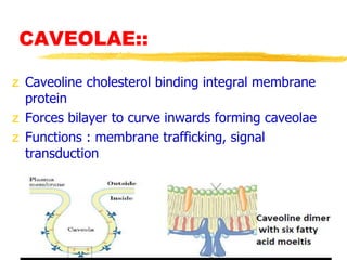 CAVEOLAE::
z Caveoline cholesterol binding integral membrane
protein
z Forces bilayer to curve inwards forming caveolae
z Functions : membrane trafficking, signal
transduction
 