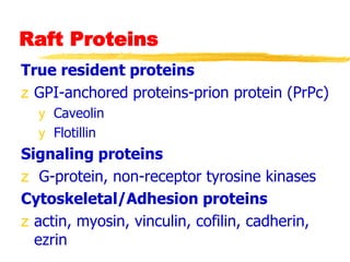 Raft Proteins
True resident proteins
z GPI-anchored proteins-prion protein (PrPc)
y Caveolin
y Flotillin
Signaling proteins
z G-protein, non-receptor tyrosine kinases
Cytoskeletal/Adhesion proteins
z actin, myosin, vinculin, cofilin, cadherin,
ezrin
 