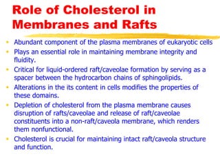 Role of Cholesterol in
Membranes and Rafts
 Abundant component of the plasma membranes of eukaryotic cells
 Plays an essential role in maintaining membrane integrity and
fluidity.
 Critical for liquid-ordered raft/caveolae formation by serving as a
spacer between the hydrocarbon chains of sphingolipids.
 Alterations in the its content in cells modifies the properties of
these domains.
 Depletion of cholesterol from the plasma membrane causes
disruption of rafts/caveolae and release of raft/caveolae
constituents into a non-raft/caveola membrane, which renders
them nonfunctional.
 Cholesterol is crucial for maintaining intact raft/caveola structure
and function.
 