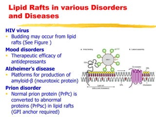 Lipid Rafts in various Disorders
and Diseases
HIV virus
 Budding may occur from lipid
rafts (See Figure )
Mood disorders
 Therapeutic efficacy of
antidepressants
Alzheimer’s disease
 Platforms for production of
amyloid-β (neurotoxic protein)
Prion disorder
 Normal prion protein (PrPc) is
converted to abnormal
proteins (PrPsc) in lipid rafts
(GPI anchor required)
 