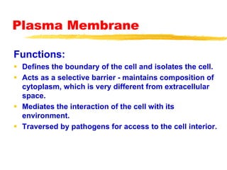 Plasma Membrane
Functions:
 Defines the boundary of the cell and isolates the cell.
 Acts as a selective barrier - maintains composition of
cytoplasm, which is very different from extracellular
space.
 Mediates the interaction of the cell with its
environment.
 Traversed by pathogens for access to the cell interior.
 