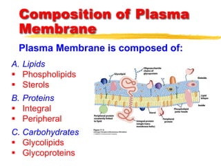 Plasma Membrane is composed of:
A. Lipids
 Phospholipids
 Sterols
B. Proteins
 Integral
 Peripheral
C. Carbohydrates
 Glycolipids
 Glycoproteins
Composition of Plasma
Membrane
 