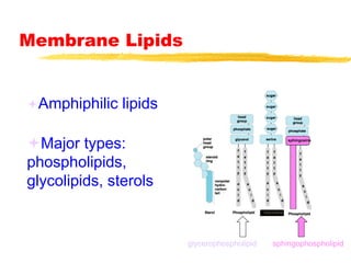 Membrane Lipids
Amphiphilic lipids
Major types:
phospholipids,
glycolipids, sterols
Glycolipid
sphingosine
glycerophospholipid sphingophospholipid
 
