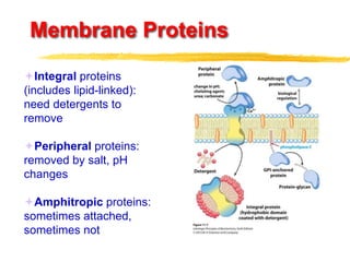 Membrane Proteins
Integral proteins
(includes lipid-linked):
need detergents to
remove
Peripheral proteins:
removed by salt, pH
changes
Amphitropic proteins:
sometimes attached,
sometimes not
 