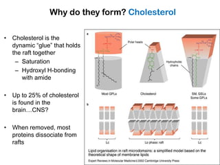 Lipid rafts in signal transduction | PPTX