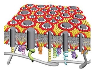 Lipid rafts in signal transduction | PPTX