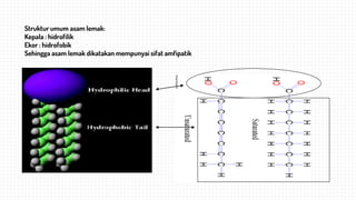 Struktur umum asam lemak:
Kepala : hidrofilik
Ekor : hidrofobik
Sehingga asam lemak dikatakan mempunyai sifat amfipatik
 