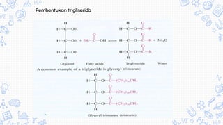 Pembentukan trigliserida
 