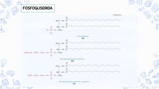 FOSFOGLISERIDA
 