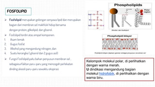  Fosfolipid merupakan golongan senyawa lipid dan merupakan
bagian dari membran sel makhluk hidup bersama
dengan protein, glikolipid, dan gliserol.
 Fosfolipid terdiri atas empat komponen:
1. Asam lemak
2. Gugus fosfat
3. Alkohol yang mengandung nitrogen, dan
4. Suatu kerangka ( gliserol dan 2 gugus asil)
 Fungsi Fosfolipid yaitu bahan penyusun membran sel ,
sebagaisurfaktan paru-paru yang mencegah perlekatan
dinding alveoli paru-paru sewaktu ekspirasi
Kelompok molekul polar, di perlihatkan
dengan warna merah.
U dindikasi mengandung bagian
molekul hidrofobik, di perlihatkan dengan
warna biru.
FOSFOLIPID
 