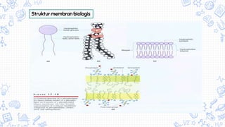 Struktur membran biologis
 