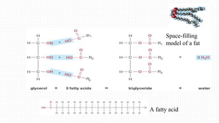 Space-filling
model of a fat
A fatty acid
 