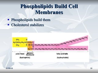 Phospholipids Build Cell Membranes Phospholipids build them Cholesterol stabilizes 03/09/10 