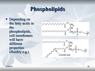 Phospholipids Depending on the fatty acids in the phospholipids, cell membranes will have different properties (fluidity e.g.) 03/09/10 