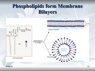 Phospholipids form Membrane Bilayers 03/09/10 