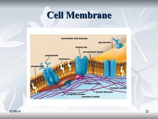 Cell Membrane 03/09/10 