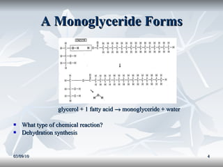 A Monoglyceride Forms glycerol + 1 fatty acid    monoglyceride + water What type of chemical reaction? Dehydration synthesis 03/09/10 
