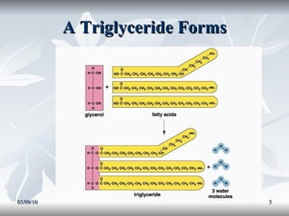 A Triglyceride Forms 03/09/10 
