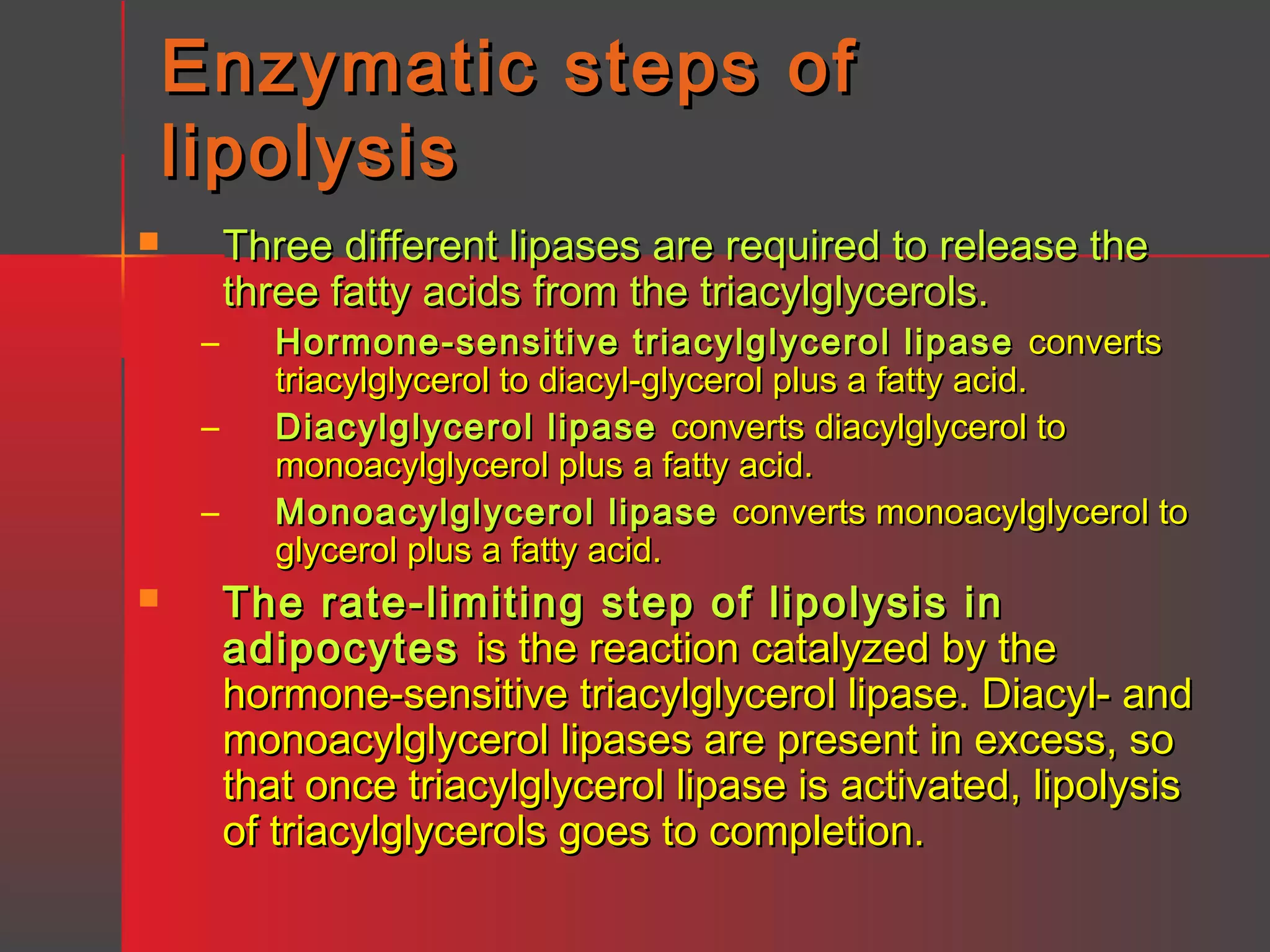 Enzymatic steps of
lipolysis


–
–
–


Three different lipases are required to release the
three fatty acids from the triacylglycerols.

Hormone-sensitive triacylglycerol lipase converts
triacylglycerol to diacyl-glycerol plus a fatty acid.
Diacylglycerol lipase converts diacylglycerol to
monoacylglycerol plus a fatty acid.
Monoacylglycerol lipase converts monoacylglycerol to
glycerol plus a fatty acid.

The rate-limiting step of lipolysis in
adipocytes is the reaction catalyzed by the
hormone-sensitive triacylglycerol lipase. Diacyl- and
monoacylglycerol lipases are present in excess, so
that once triacylglycerol lipase is activated, lipolysis
of triacylglycerols goes to completion.

 