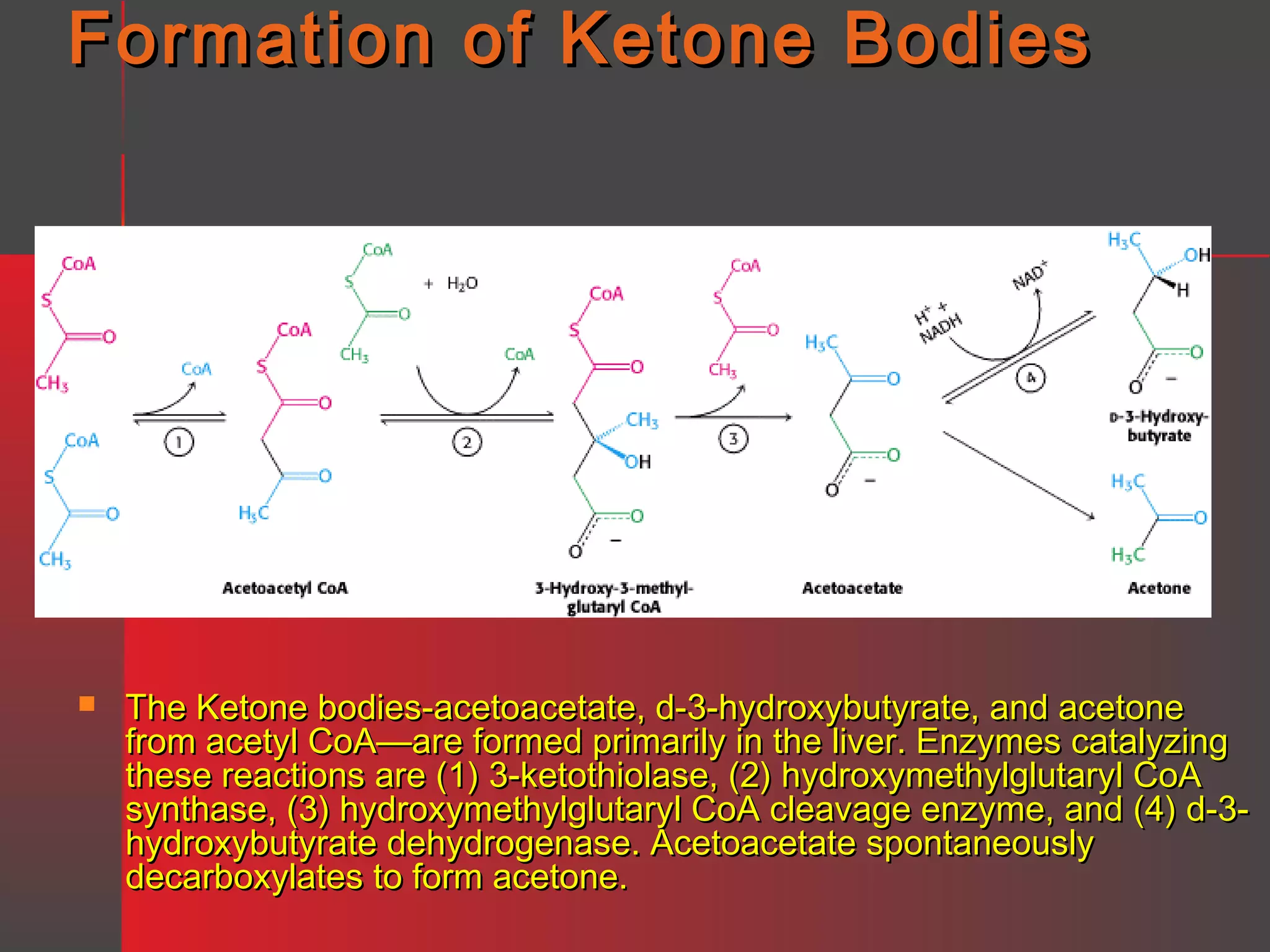 Formation of Ketone Bodies



The Ketone bodies-acetoacetate, d-3-hydroxybutyrate, and acetone
from acetyl CoA—are formed primarily in the liver. Enzymes catalyzing
these reactions are (1) 3-ketothiolase, (2) hydroxymethylglutaryl CoA
synthase, (3) hydroxymethylglutaryl CoA cleavage enzyme, and (4) d-3hydroxybutyrate dehydrogenase. Acetoacetate spontaneously
decarboxylates to form acetone.

 