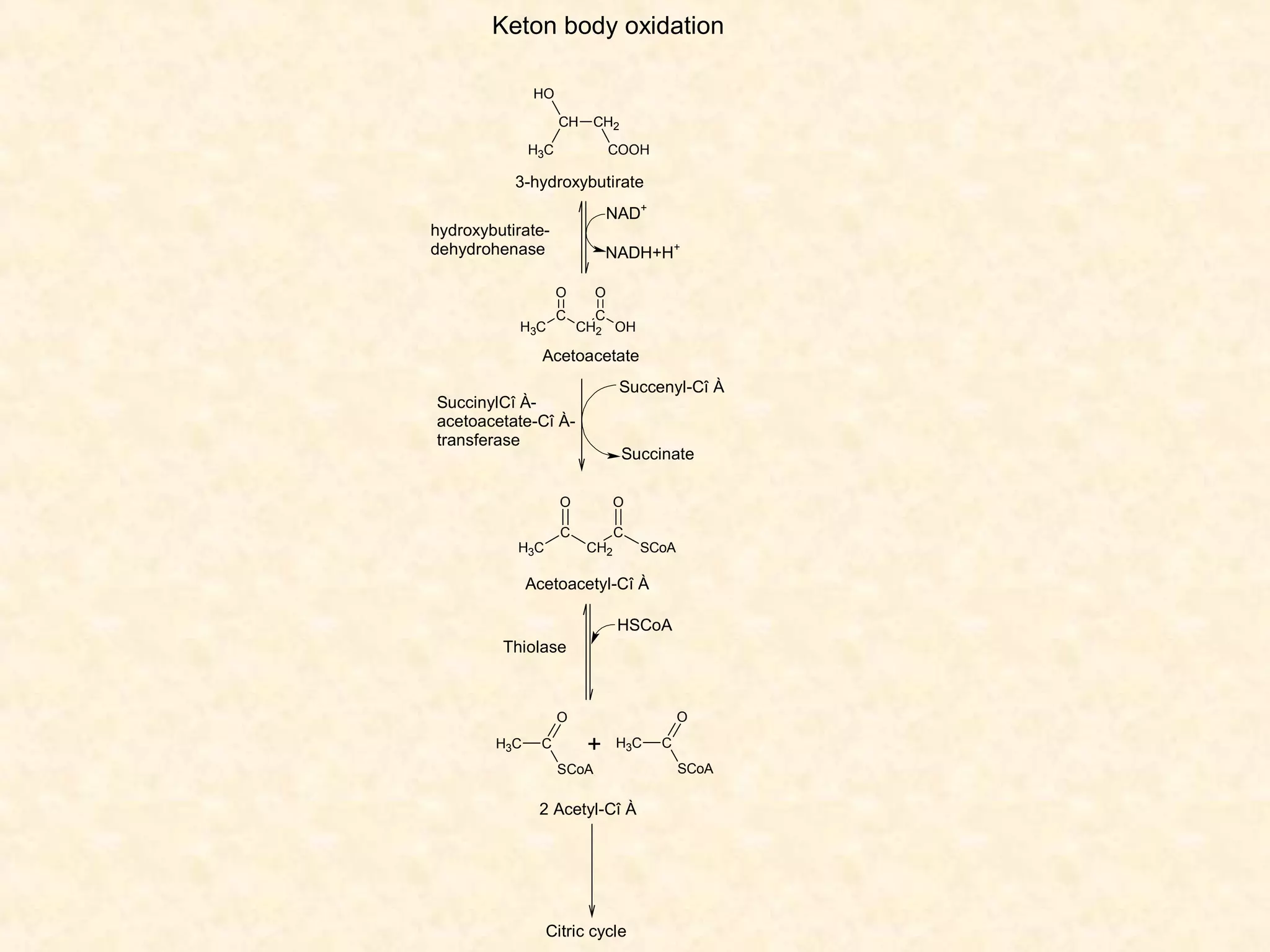 Keton body oxidation
HO
CH

CH2

H3C

COOH

3-hydroxybutirate
NAD+

hydroxybutiratedehydrohenase

NADH+H+
O

H3C

C

O
C
CH2 OH

Acetoacetate
Succenyl-Cî À

SuccinylCî Àacetoacetate-Cî Àtransferase

Succinate

O
C

H3C

O
CH2

C

SCoA

Acetoacetyl-Cî À
HSCoA
Thiolase

O

O
H3C

C

+

H3C

SCoA

2 Acetyl-Cî À

Citric cycle

C
SCoA

 