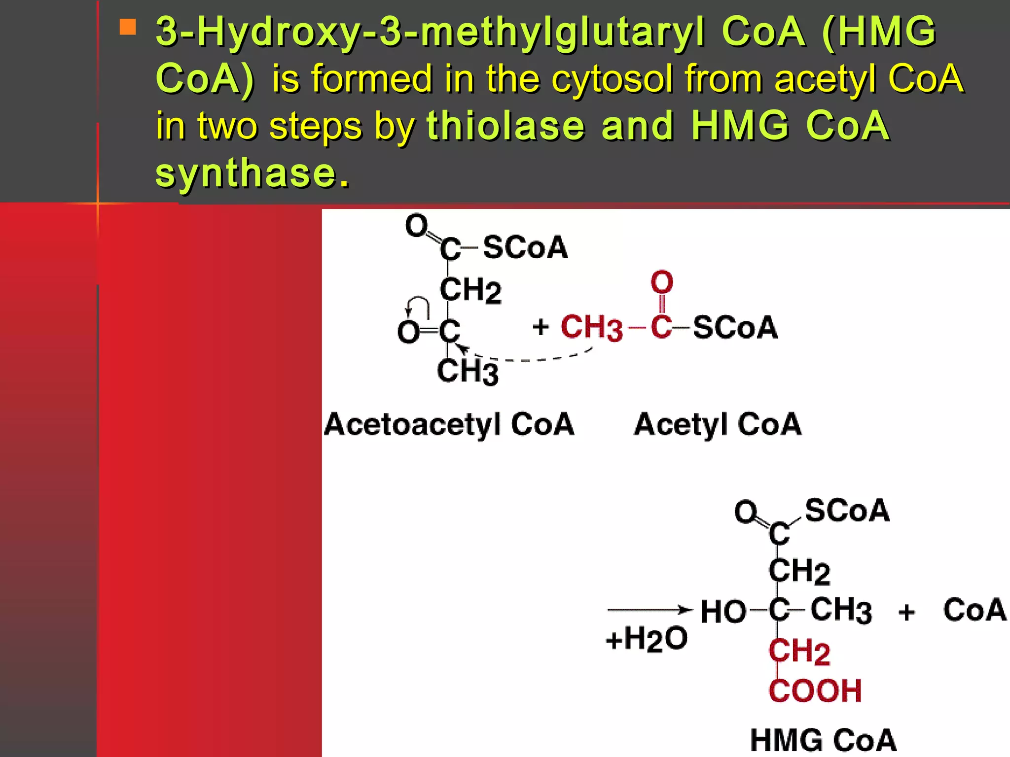 

3-Hydroxy-3-methylglutaryl CoA (HMG
CoA) is formed in the cytosol from acetyl CoA
in two steps by thiolase and HMG CoA
synthase .

 