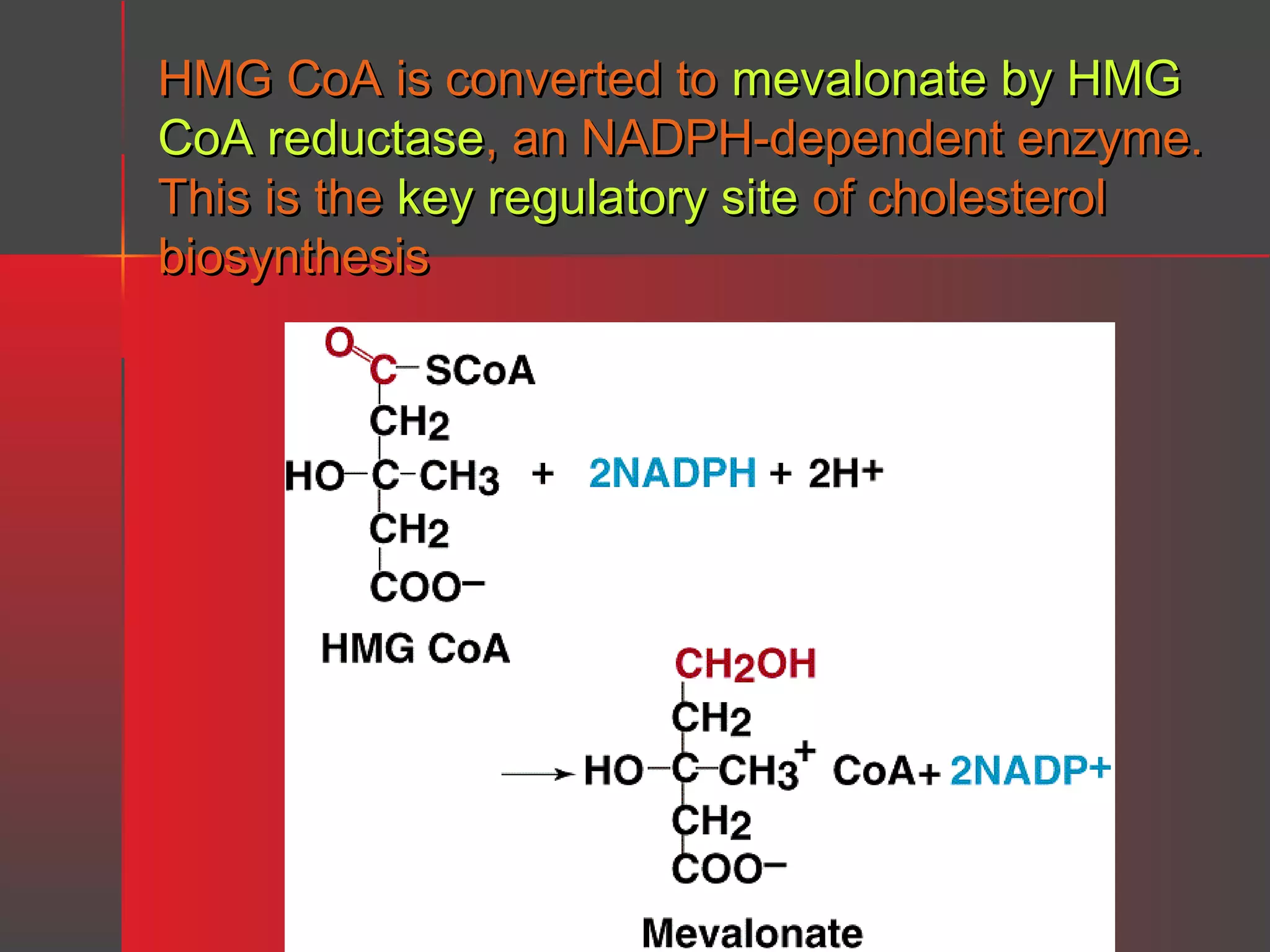 HMG CoA is converted to mevalonate by HMG
CoA reductase, an NADPH-dependent enzyme.
This is the key regulatory site of cholesterol
biosynthesis

 