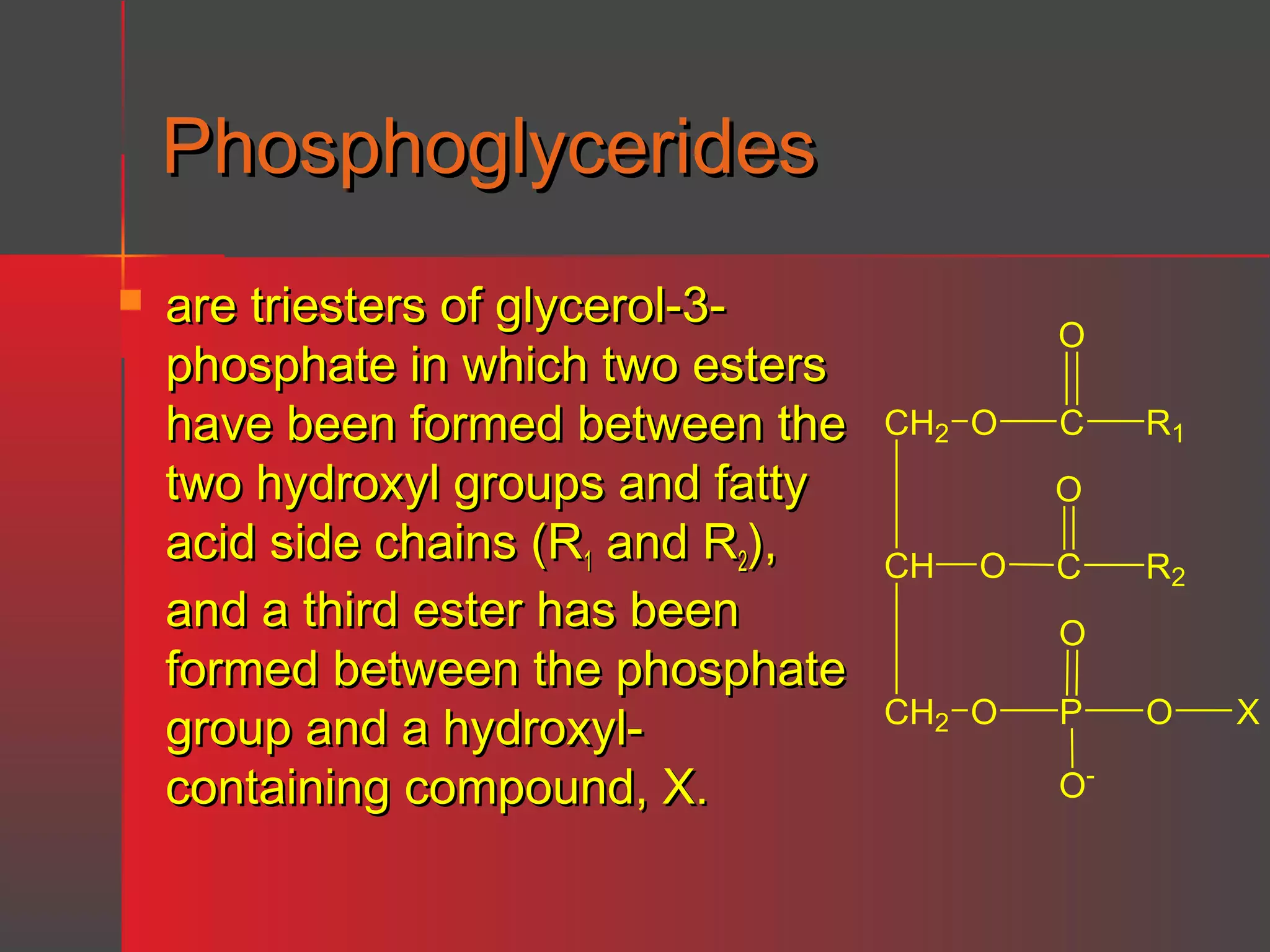 Phosphoglycerides


are triesters of glycerol-3phosphate in which two esters
have been formed between the
two hydroxyl groups and fatty
acid side chains (R1 and R2),
and a third ester has been
formed between the phosphate
group and a hydroxylcontaining compound, X.

O
CH2 O

C

R1

O
CH

O

C

R2

O
CH2 O

P
O-

O

X

 