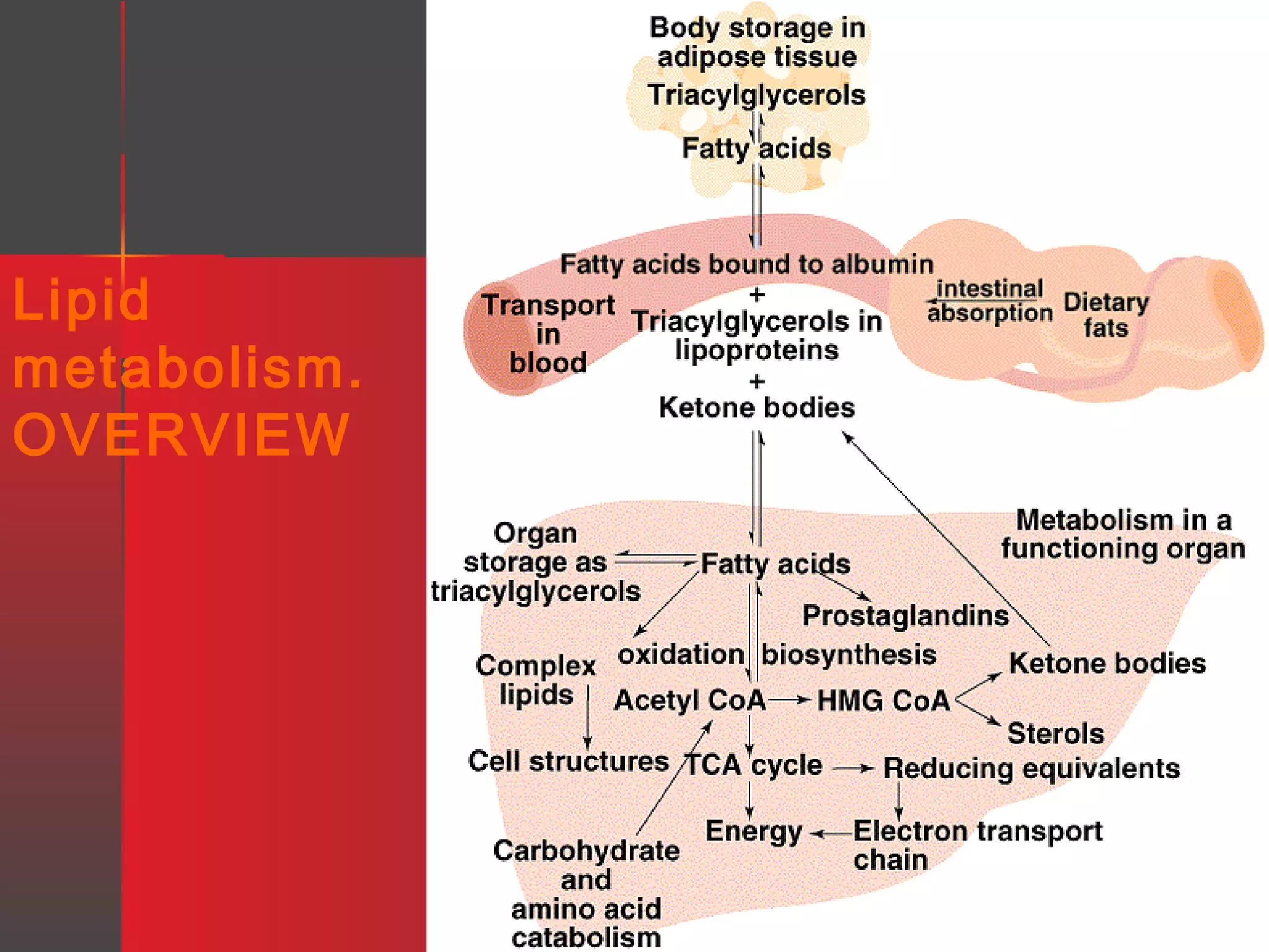 Lipid
metabolism.
OVERVIEW

 
