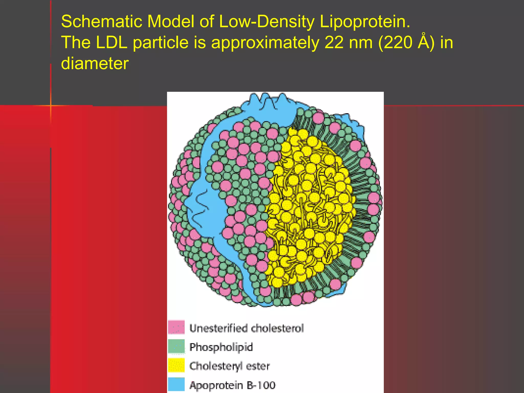 Schematic Model of Low-Density Lipoprotein.
The LDL particle is approximately 22 nm (220 Å) in
diameter

 