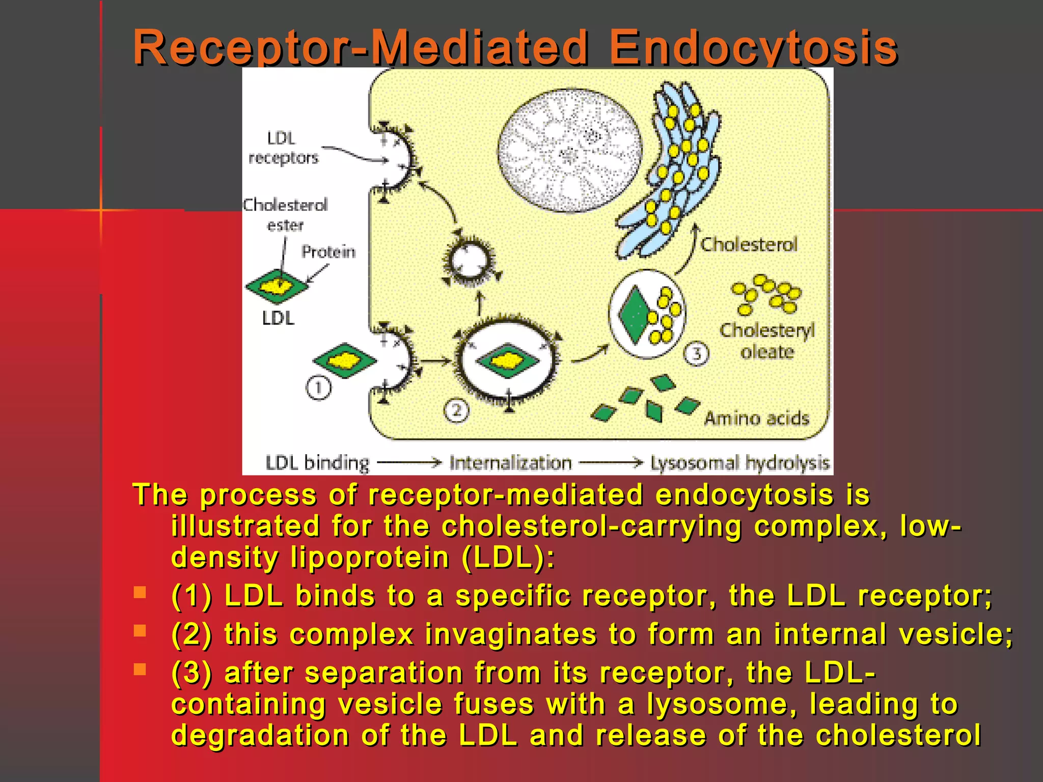 Receptor-Mediated Endocytosis

The process of receptor-mediated endocytosis is
illustrated for the cholesterol-carrying complex, lowdensity lipoprotein (LDL):
 (1) LDL binds to a specific receptor, the LDL receptor;
 (2) this complex invaginates to form an internal vesicle;
 (3) after separation from its receptor, the LDLcontaining vesicle fuses with a lysosome, leading to
degradation of the LDL and release of the cholesterol

 