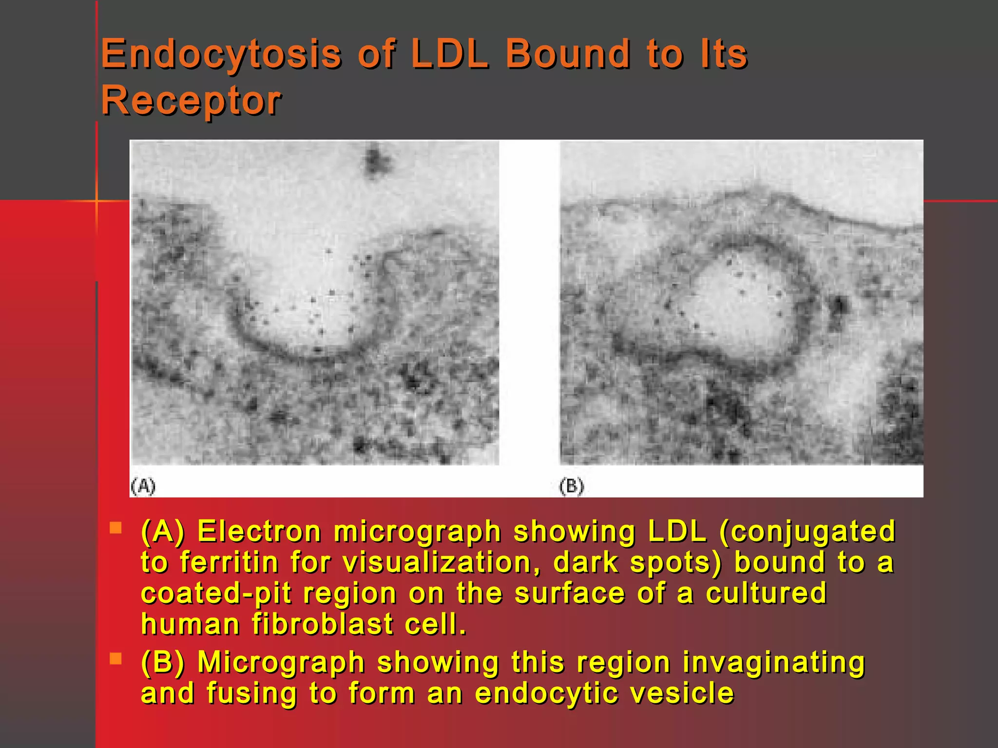 Endocytosis of LDL Bound to Its
Receptor





(A) Electron micrograph showing LDL (conjugated
to ferritin for visualization, dark spots) bound to a
coated-pit region on the surface of a cultured
human fibroblast cell.
(B) Micrograph showing this region invaginating
and fusing to form an endocytic vesicle

 