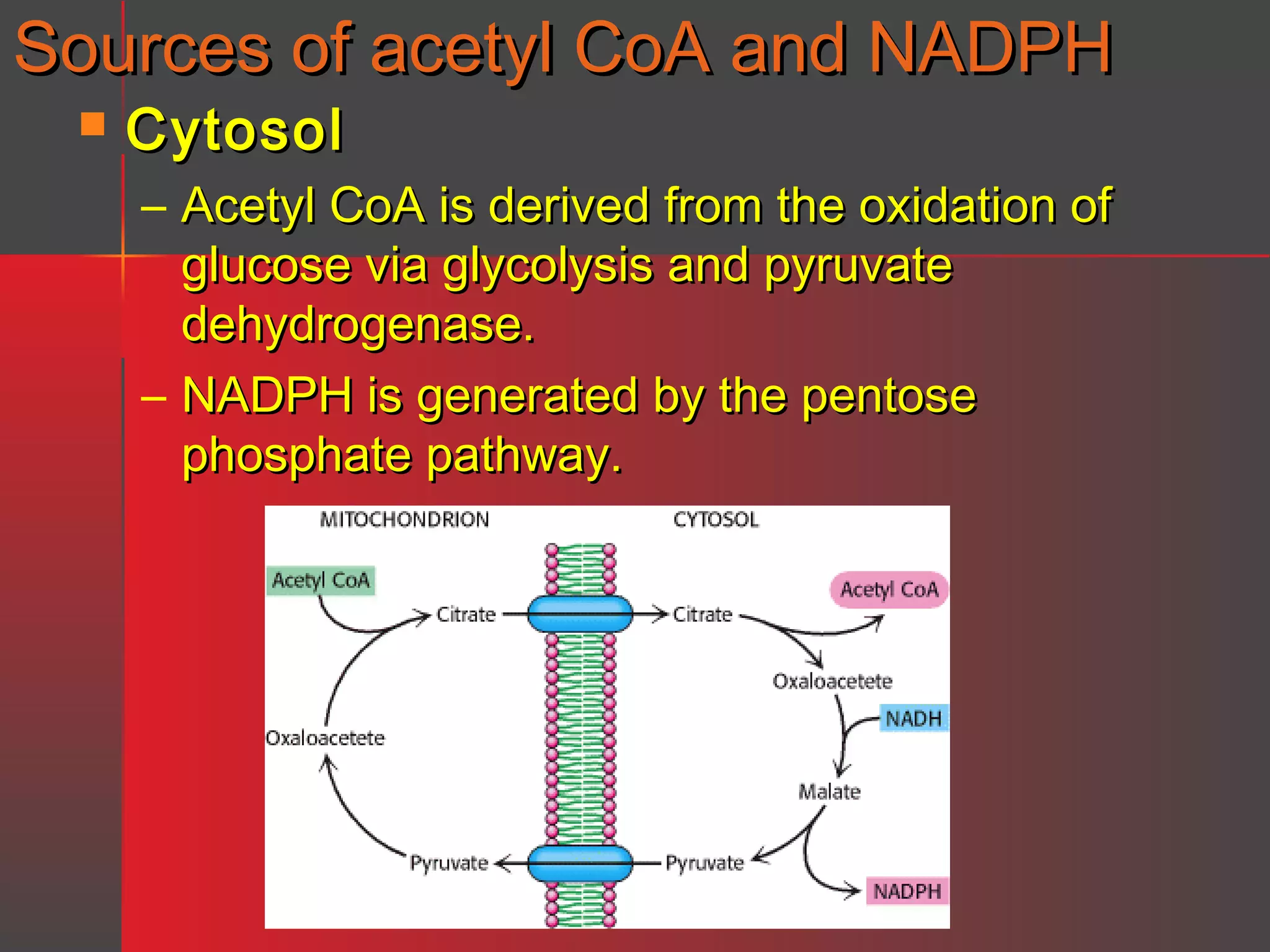Sources of acetyl CoA and NADPH


Cytosol

– Acetyl CoA is derived from the oxidation of
glucose via glycolysis and pyruvate
dehydrogenase.
– NADPH is generated by the pentose
phosphate pathway.

 