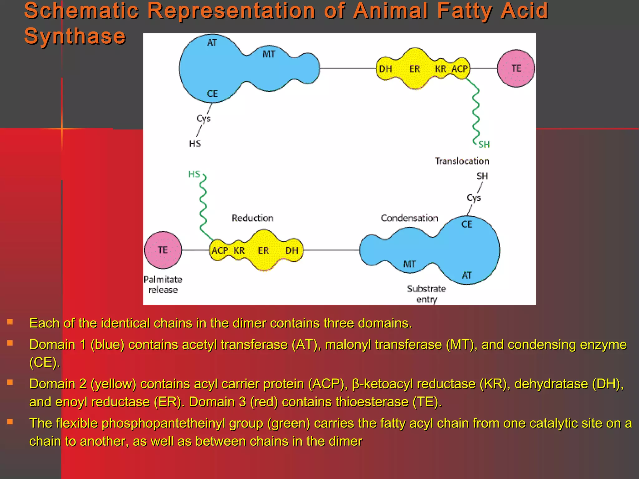 Schematic Representation of Animal Fatty Acid
Synthase



Each of the identical chains in the dimer contains three domains.



Domain 1 (blue) contains acetyl transferase (AT), malonyl transferase (MT), and condensing enzyme
(CE).



Domain 2 (yellow) contains acyl carrier protein (ACP), β-ketoacyl reductase (KR), dehydratase (DH),
and enoyl reductase (ER). Domain 3 (red) contains thioesterase (TE).



The flexible phosphopantetheinyl group (green) carries the fatty acyl chain from one catalytic site on a
chain to another, as well as between chains in the dimer

 
