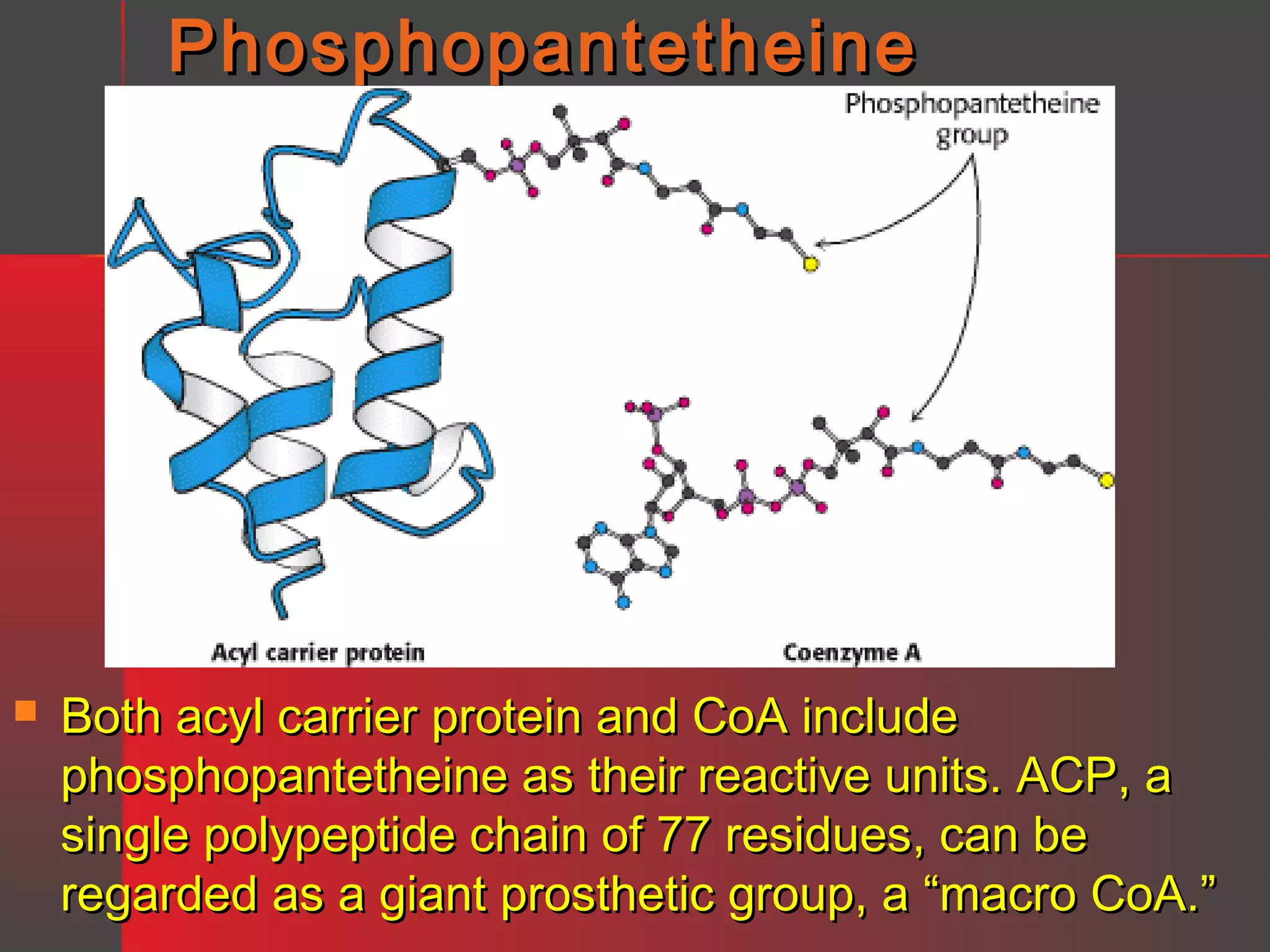 Phosphopantetheine



Both acyl carrier protein and CoA include
phosphopantetheine as their reactive units. ACP, a
single polypeptide chain of 77 residues, can be
regarded as a giant prosthetic group, a “macro CoA.”

 