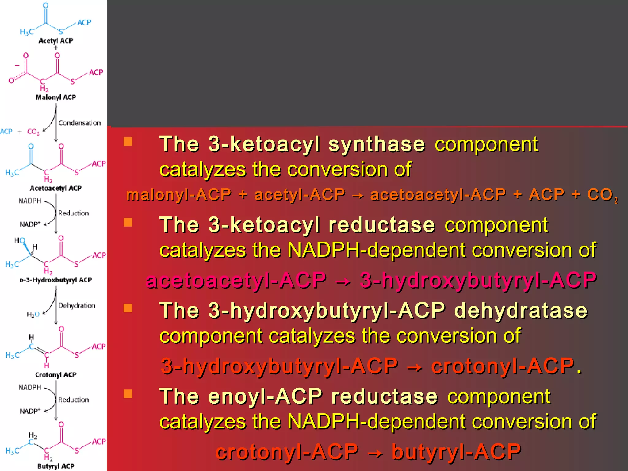 

The 3-ketoacyl synthase component
catalyzes the conversion of

malonyl-ACP + acetyl-ACP → acetoacetyl-ACP + ACP + CO 2






The 3-ketoacyl reductase component
catalyzes the NADPH-dependent conversion of
acetoacetyl-ACP → 3-hydroxybutyryl-ACP
The 3-hydroxybutyryl-ACP dehydratase
component catalyzes the conversion of
3-hydroxybutyryl-ACP → crotonyl-ACP .
The enoyl-ACP reductase component
catalyzes the NADPH-dependent conversion of
crotonyl-ACP → butyryl-ACP

 