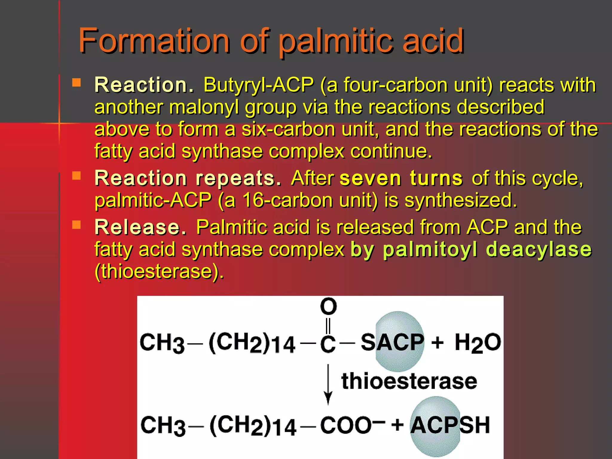 Formation of palmitic acid





Reaction. Butyryl-ACP (a four-carbon unit) reacts with
another malonyl group via the reactions described
above to form a six-carbon unit, and the reactions of the
fatty acid synthase complex continue.
Reaction repeats. After seven turns of this cycle,
palmitic-ACP (a 16-carbon unit) is synthesized.
Release. Palmitic acid is released from ACP and the
fatty acid synthase complex by palmitoyl deacylase
(thioesterase).

 