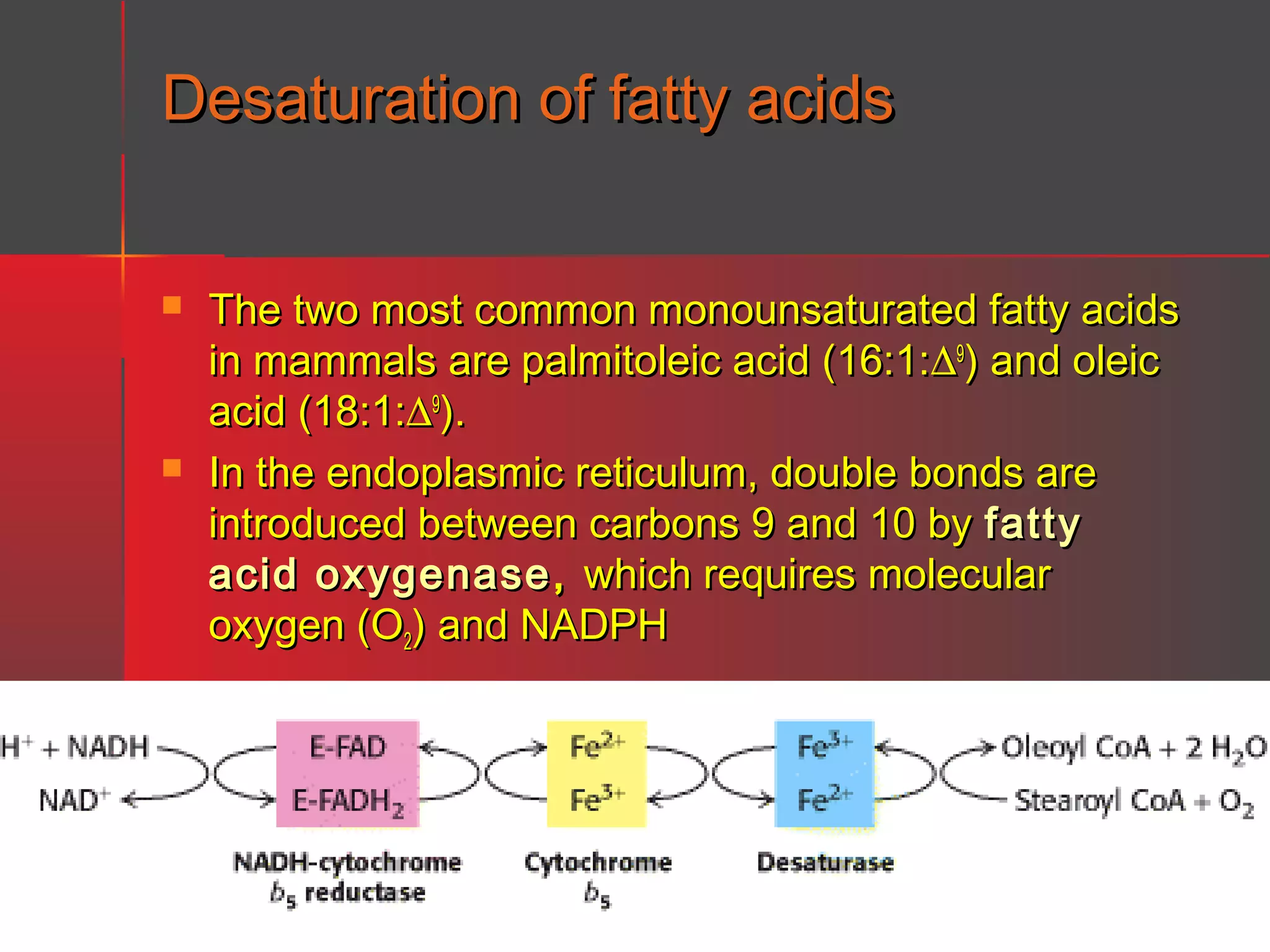 Desaturation of fatty acids




The two most common monounsaturated fatty acids
in mammals are palmitoleic acid (16:1:∆9) and oleic
acid (18:1:∆9).
In the endoplasmic reticulum, double bonds are
introduced between carbons 9 and 10 by fatty
acid oxygenase , which requires molecular
oxygen (O2) and NADPH

 