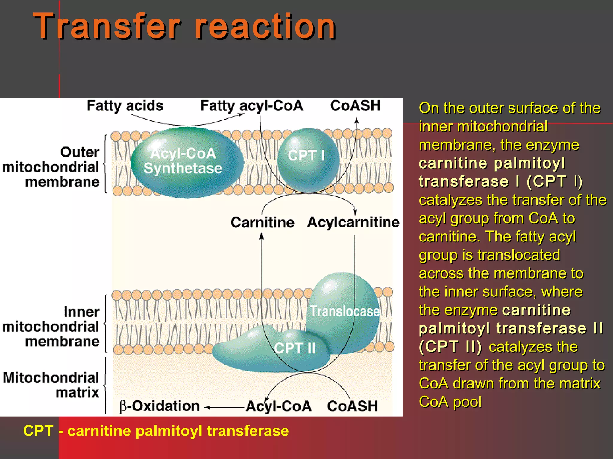 Transfer reaction
On the outer surface of the
inner mitochondrial
membrane, the enzyme
carnitine palmitoyl
transferase I (CPT I)
catalyzes the transfer of the
acyl group from CoA to
carnitine. The fatty acyl
group is translocated
across the membrane to
the inner surface, where
the enzyme carnitine
palmitoyl transferase II
(CPT II) catalyzes the
transfer of the acyl group to
CoA drawn from the matrix
CoA pool
CPT - carnitine palmitoyl transferase

 