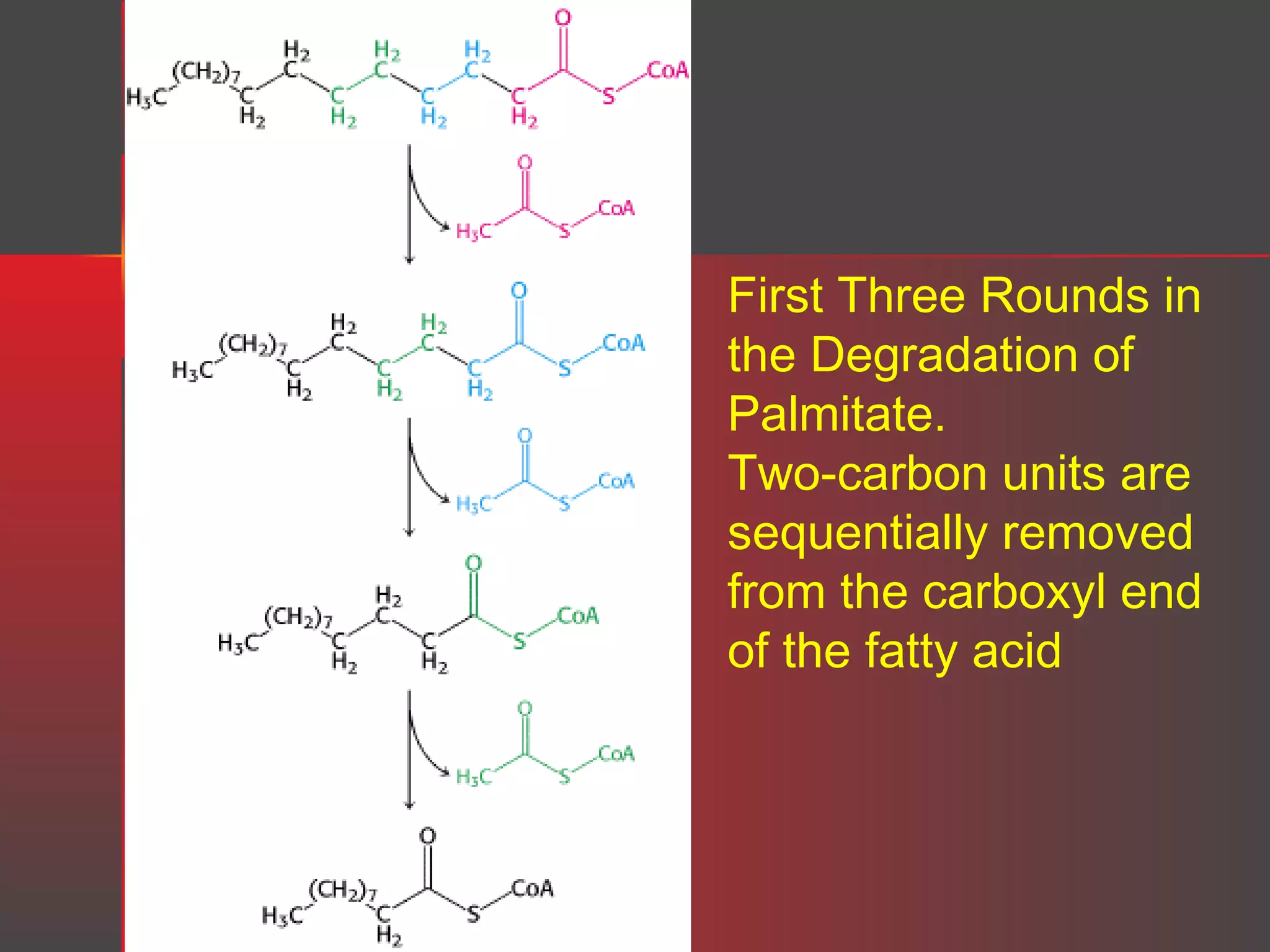 First Three Rounds in
the Degradation of
Palmitate.
Two-carbon units are
sequentially removed
from the carboxyl end
of the fatty acid

 