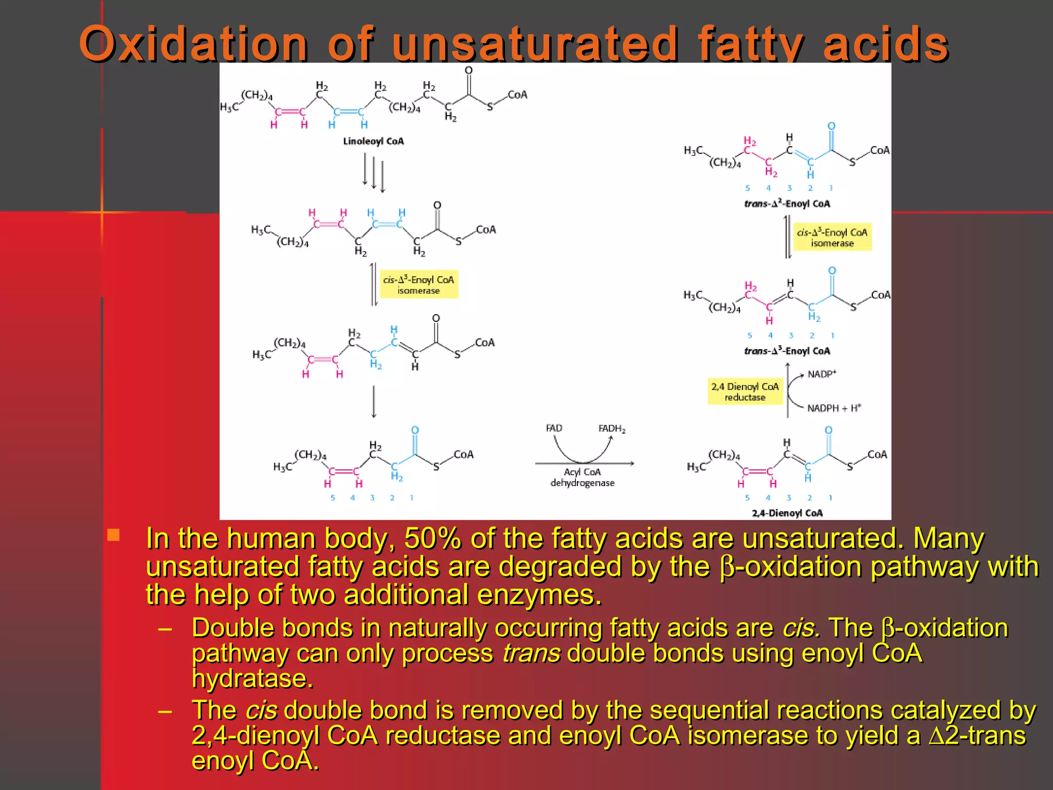 Oxidation of unsaturated fatty acids



In the human body, 50% of the fatty acids are unsaturated. Many
unsaturated fatty acids are degraded by the β-oxidation pathway with
the help of two additional enzymes.
– Double bonds in naturally occurring fatty acids are cis. The β-oxidation
pathway can only process trans double bonds using enoyl CoA
hydratase.
– The cis double bond is removed by the sequential reactions catalyzed by
2,4-dienoyl CoA reductase and enoyl CoA isomerase to yield a ∆2-trans
enoyl CoA.

 