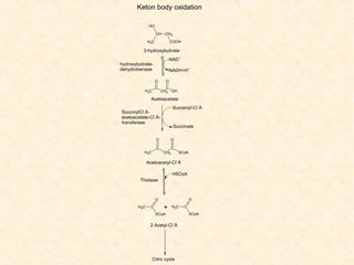 Keton body oxidation
HO
CH

CH2

H3C

COOH

3-hydroxybutirate
NAD+

hydroxybutiratedehydrohenase

NADH+H+
O

H3C

C

O
C
CH2 OH

Acetoacetate
Succenyl-Cî À

SuccinylCî Àacetoacetate-Cî Àtransferase

Succinate

O
C

H3C

O
CH2

C

SCoA

Acetoacetyl-Cî À
HSCoA
Thiolase

O

O
H3C

C

+

H3C

SCoA

2 Acetyl-Cî À

Citric cycle

C
SCoA

 
