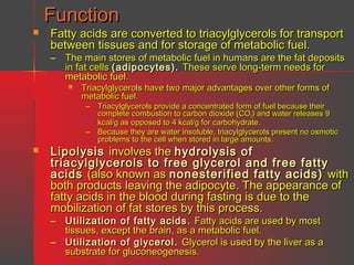 Function


Fatty acids are converted to triacylglycerols for transport
between tissues and for storage of metabolic fuel.
–

The main stores of metabolic fuel in humans are the fat deposits
in fat cells (adipocytes). These serve long-term needs for
metabolic fuel.


Triacylglycerols have two major advantages over other forms of
metabolic fuel.
–
–



Triacylglycerols provide a concentrated form of fuel because their
complete combustion to carbon dioxide (CO2) and water releases 9
kcal/g as opposed to 4 kcal/g for carbohydrate.
Because they are water insoluble, triacylglycerols present no osmotic
problems to the cell when stored in large amounts.

Lipolysis involves the hydrolysis of
triacylglycerols to free glycerol and free fatty
acids (also known as nonesterified fatty acids) with
both products leaving the adipocyte. The appearance of
fatty acids in the blood during fasting is due to the
mobilization of fat stores by this process.
–

Utilization of fatty acids . Fatty acids are used by most
tissues, except the brain, as a metabolic fuel.
– Utilization of glycerol . Glycerol is used by the liver as a
substrate for gluconeogenesis.

 