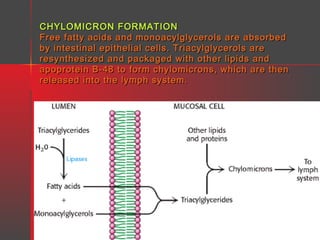 CHYLOMICRON FORMATION
Free fatty acids and monoacylglycerols are absorbed
by intestinal epithelial cells. Triacylglycerols are
resynthesized and packaged with other lipids and
apoprotein B-48 to form chylomicrons, which are then
released into the lymph system.

 
