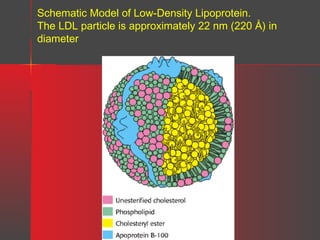 Schematic Model of Low-Density Lipoprotein.
The LDL particle is approximately 22 nm (220 Å) in
diameter

 