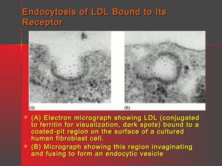 Endocytosis of LDL Bound to Its
Receptor





(A) Electron micrograph showing LDL (conjugated
to ferritin for visualization, dark spots) bound to a
coated-pit region on the surface of a cultured
human fibroblast cell.
(B) Micrograph showing this region invaginating
and fusing to form an endocytic vesicle

 